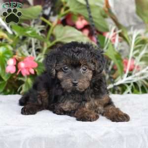 Ruby, Yorkie Poo Puppy